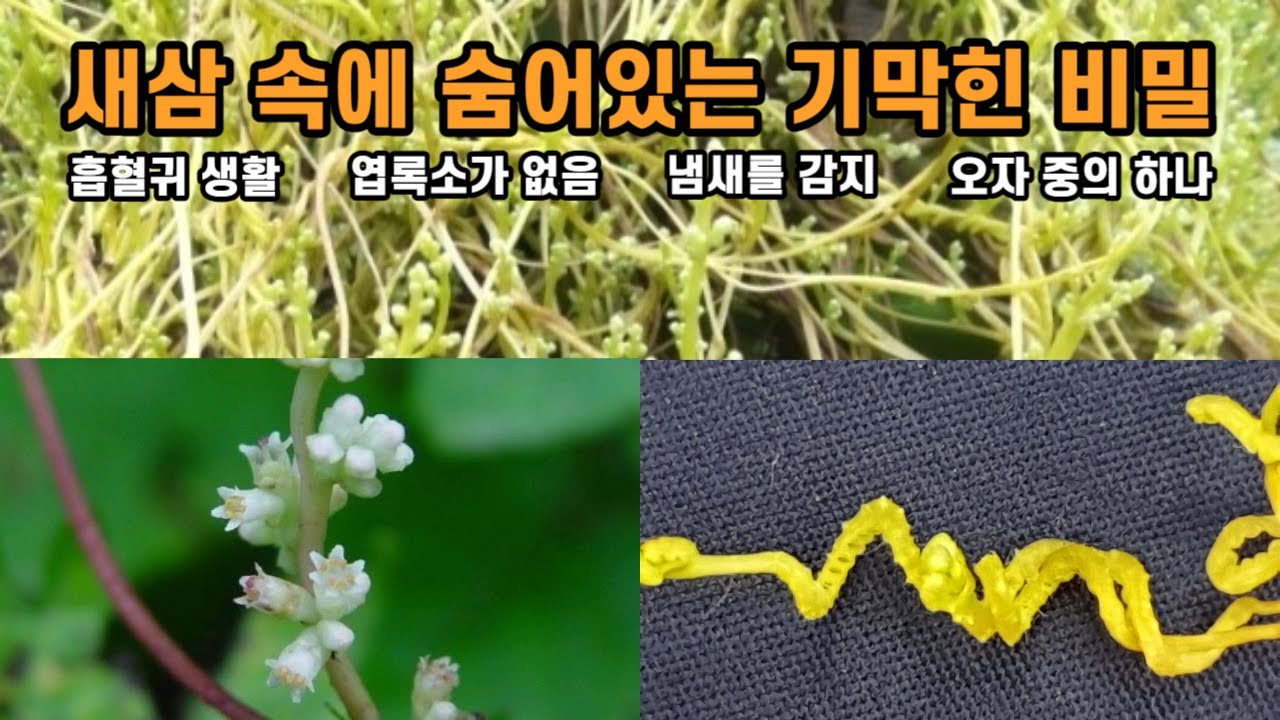 새삼 속에 숨어있는 기막힌 비밀 - YouTube