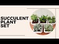 Succulent plants set
