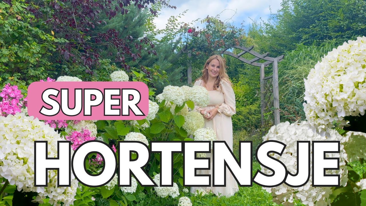 HORTENSJE BUKIETOWE I KRZEWIASTE - HITY - TRIKI I ODMIANY