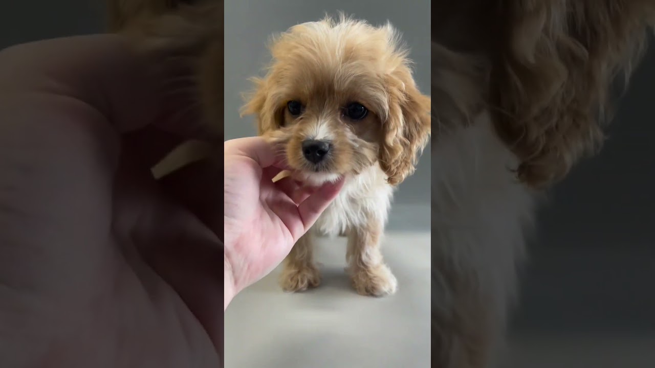 Can You Guess Your Partner's Perfect Pup 🐶? 