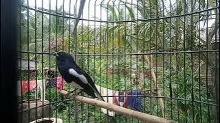 Kacer Kalimantan gacor....cocok untuk terapi kacer macet bunyi