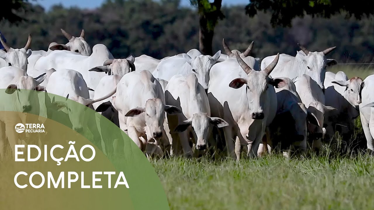 TERRA PECUÁRIA - Edição 03/07/2022