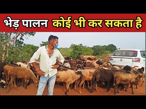 वीडियो: भेड़ का वर्ष कैसे मनाया जाए