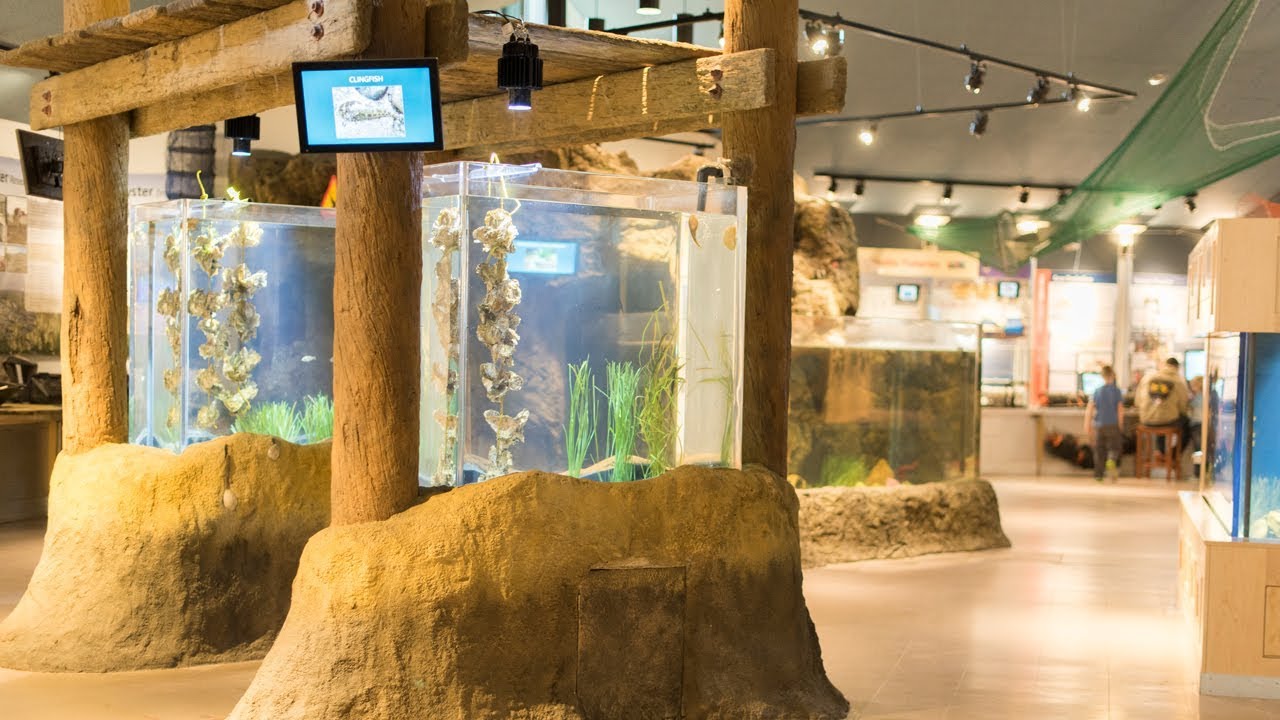 Volunteer program and renovation at science center