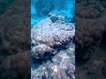 Pov entering into the underwater world 🐠🐡 #sea #ocean #blue #snorkelling #life #malaysia #island