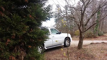 Cardinal fighting his own reflection