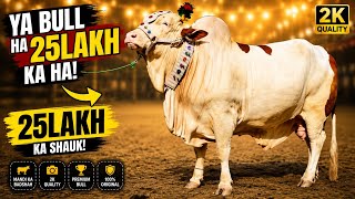 Biggest Qurbani Bulls Ever 🔥 | Daily Vlog || Pakistan’s Biggest Animal Market || Vlog 2026