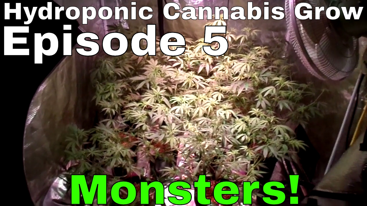 Hydroponic Cannabis Grow S01E05  - Flower Day 1 - Blue Planet Nutrients