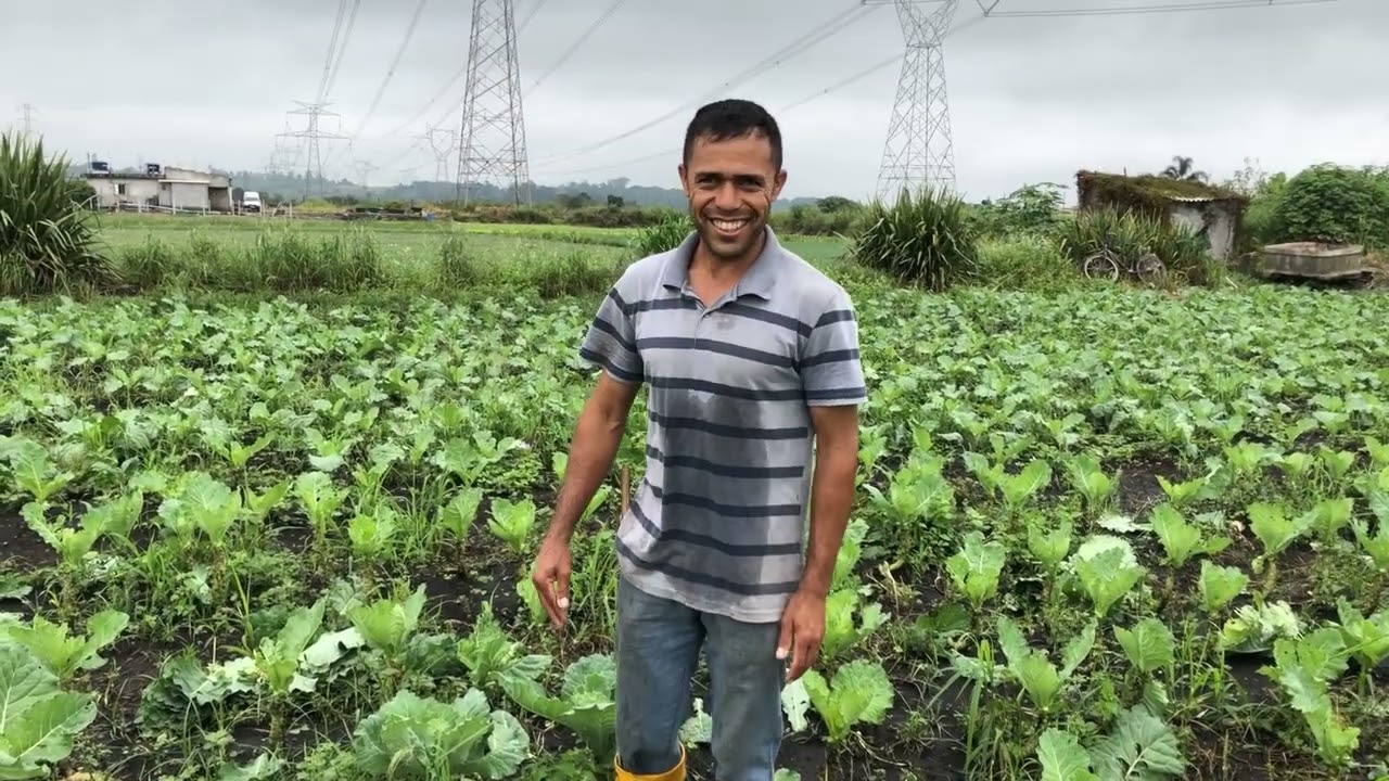 COLHEITA DE COUVE HI-CROP - AGRICULTURA FAMILIAR