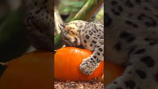 А вы любите тыкву 🐆🍊🤔😁