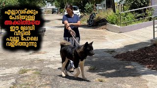 Akita, Wooly Coat Husky, Chow Chow [Banglore Trip E1]