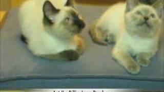 Dancing Siamese Kitten