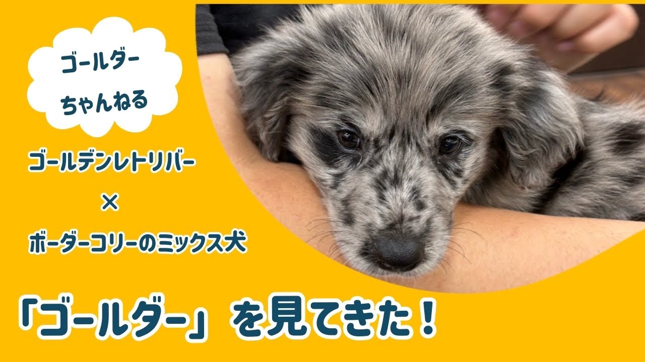 ゴールデンレトリバー×ボーダーコリーのmix犬「ゴールダー」に会って来