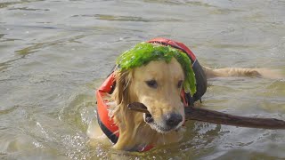 体は大きくても小さい波が怖い愛犬が可愛いw