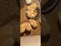 وقفونا تلاتات تلاتات هههههههه كتاكيت كتكوت طيور 