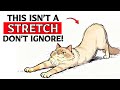 If Your Cat Stretches When They See You, This Is What It Means...