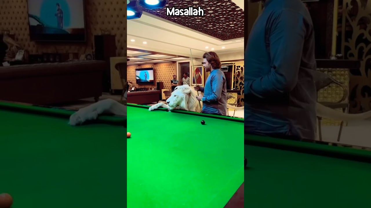 Lion in 8pool table wow 😮 