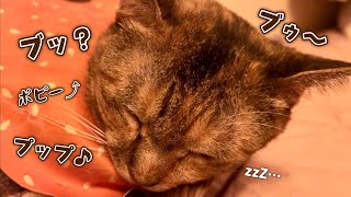 隣で寝てる猫のいびきが豪快すぎて眠れません！（嬉しい悩み） by にゃんだら家。 497 views 8 months ago 2 minutes, 8 seconds