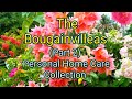 The Bougainvilleas home care personal collection (Part 2) - Date of photos: September 13, 2023