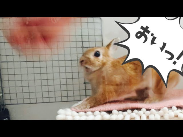 決して噛みはしないけど威嚇の迫力だけは百獣の王に匹敵するうさぎ No