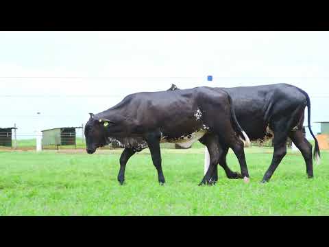 LOTE 89  3162 CG  0526 CD