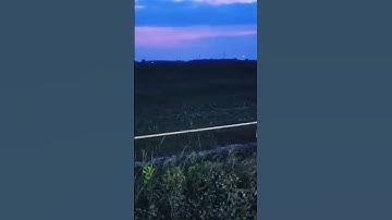 a field of fireflies #shorts #roadtrip #fireflies #adventure