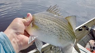 The Wolf River White Bass Run Fremont Wisconsin