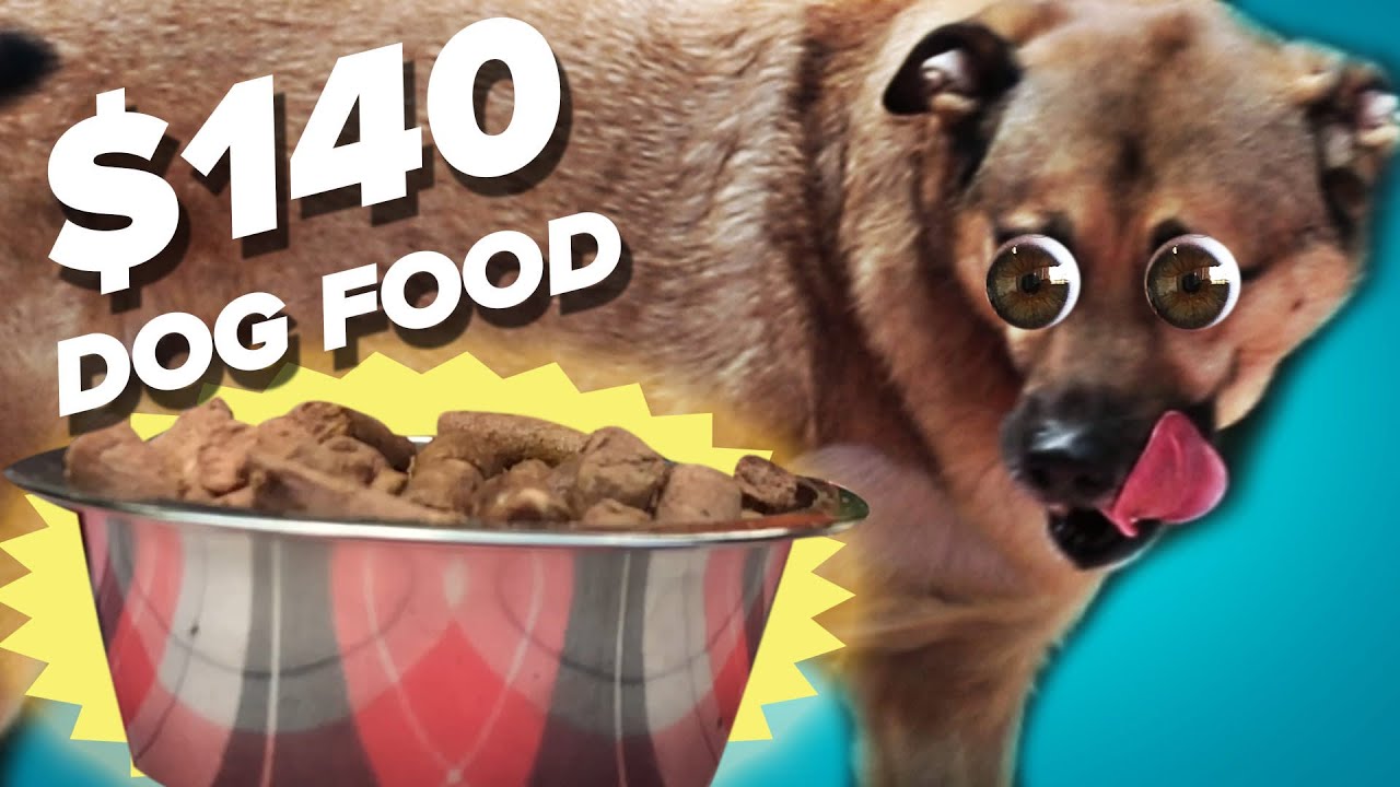 10 Dog Food Vs. 140 Dog Food YouTube