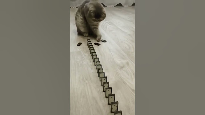 Watch the video about Funny cat videos cute cat videos #shorts