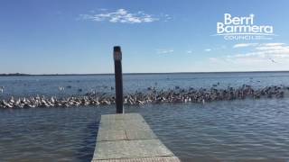 Pelicans Lake Bonney June 2017