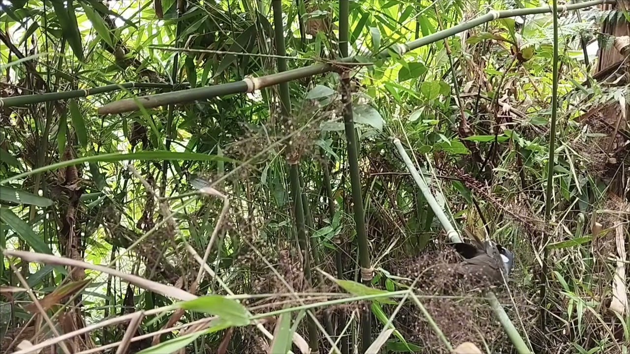 Bẫy Chim Khướu Rừng Già (Cuab Noog Sab Hwj hav zoov 17/04/2025)