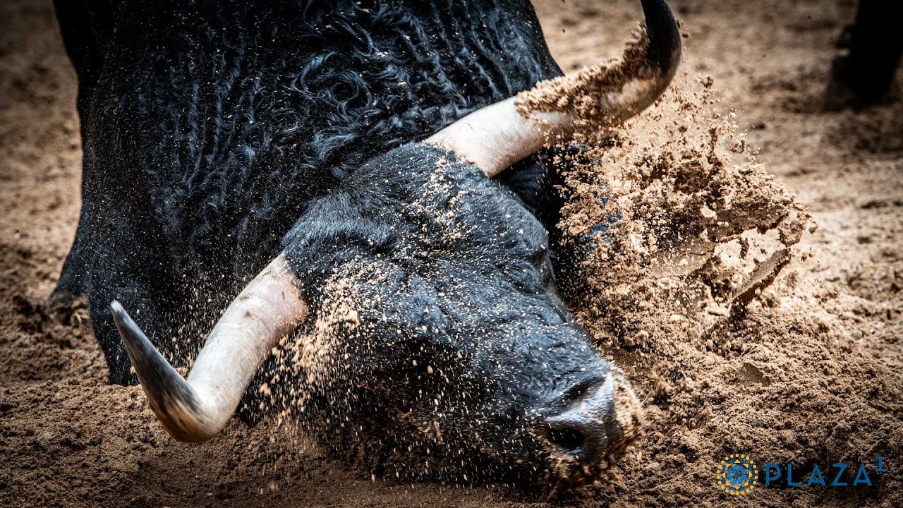 Sorteados los toros de Valdefresno para la corrida del 22 de junio