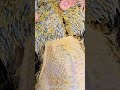 Pluck Duck Feather Clean