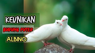 KEUNIKAN BURUNG PUTER PUTIH ALBINO