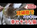 【猫 耳掃除】耳掃除で至福のひと時を過ごす猫。ママに耳掃除されて幸せそうです。