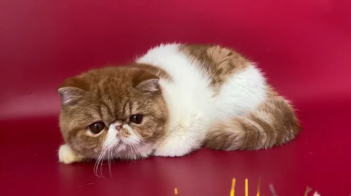 Watch the video about Exotic Shorthair Male kitten of Majestymeow Cattery!