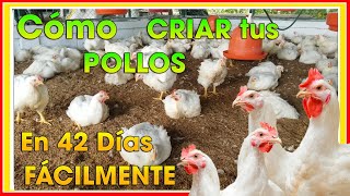 Cómo Criar Pollos De Engorde En 42 Días ǀ Ing Jannin Hernández Blandón