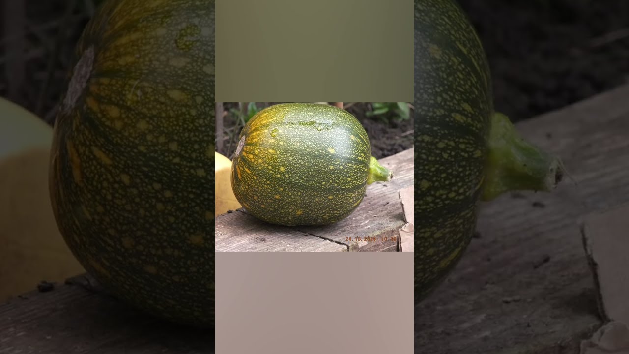 Start of my allotment Journey May 2024 – Feb 2025  Episode 1