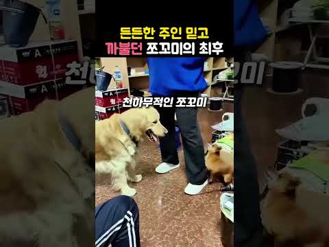 주인 믿고 세상 무서운 줄 모르는 쪼그만한 댕댕이의 실체 #강아지 #댕댕이 #리트리버 #반려견 #귀여운강아지 thumbnail