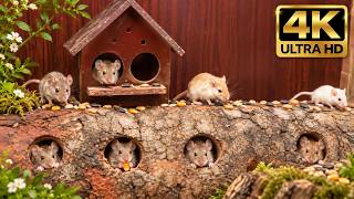 Cat TV Mouse Maze 🐭 Real Mice Pop Out Everywhere | Fun Mouse Video for Cats to Watch | 8 Hours 4K