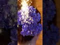 【温泉女子】紫陽花の生花を髪に飾って入浴してみたよ💖花の宿『にしき園』花の湯♨貸切風呂岡山県美作市 #湯郷温泉 #温泉女子 #hotspring #onsen #温泉 #混浴 温泉女子♨『ぽ』ちゃん