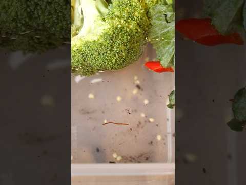 Cách người Nhật