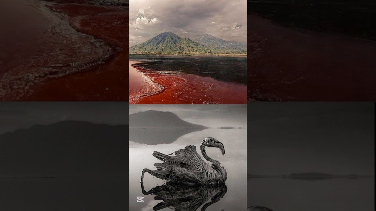 Самое смертоносное озеро Африки и выжившие фламинго на его берегах 