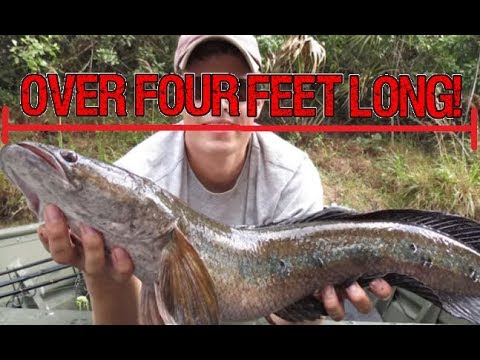 most-invasive-species-in-florida