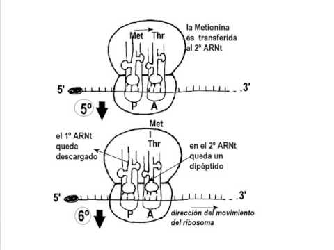 Vídeo: Regulación Global De La Traducción Y Estabilidad Del ARNm En El Embrión Temprano De Drosophila Por La Proteína De Unión A ARN Smaug