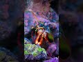 This Shrimp Punches Faster Than a Bullet 🦐