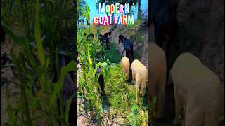 Modern Goat Farm new animals shorts 2023