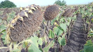 31.08.23 Сонях , огляд всіх гібридів ,🌻 що маємо.🤔