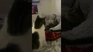 Cat Keeps Slapping Another
