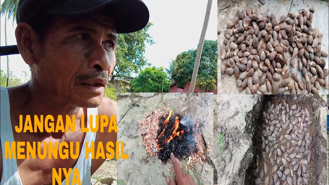 TRIK MEMANAS BIJIAN SAWIT LOKAL SUPAYA CEPAT KELUAR MATUN NYA.